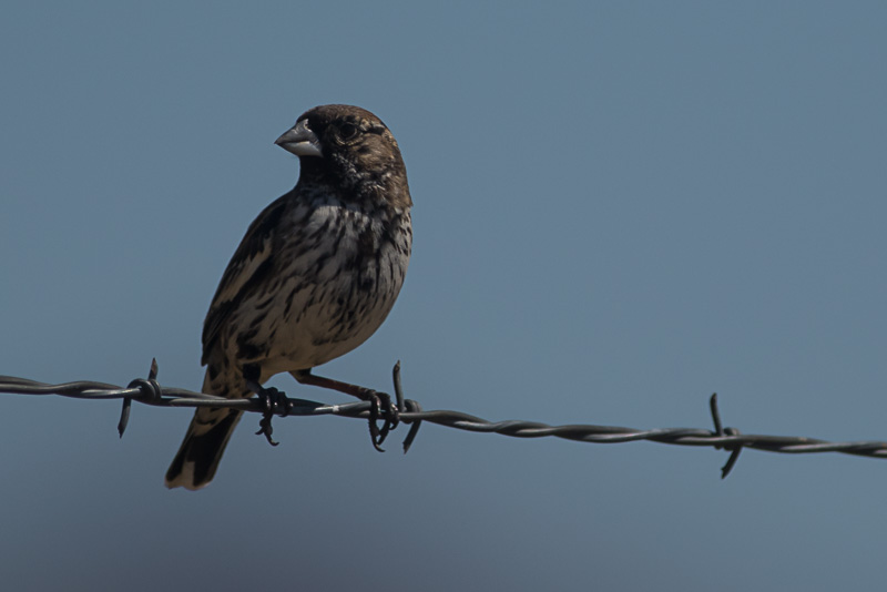 Prairiegors